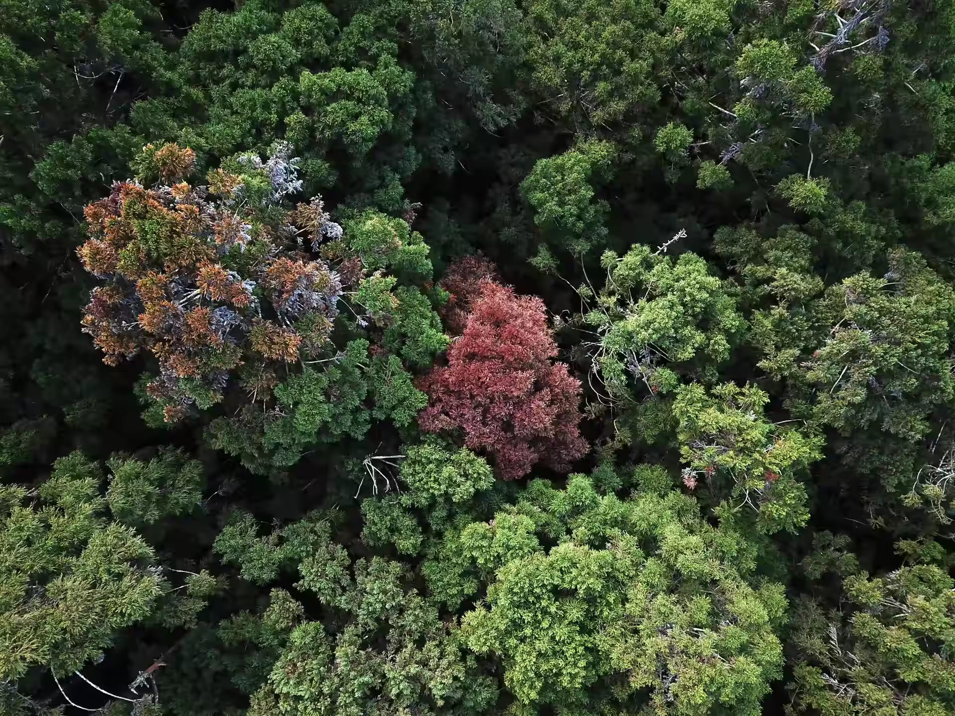 Forest canopy aerial view